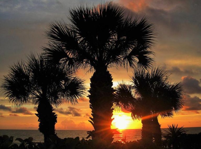 Palm Trees in Florida