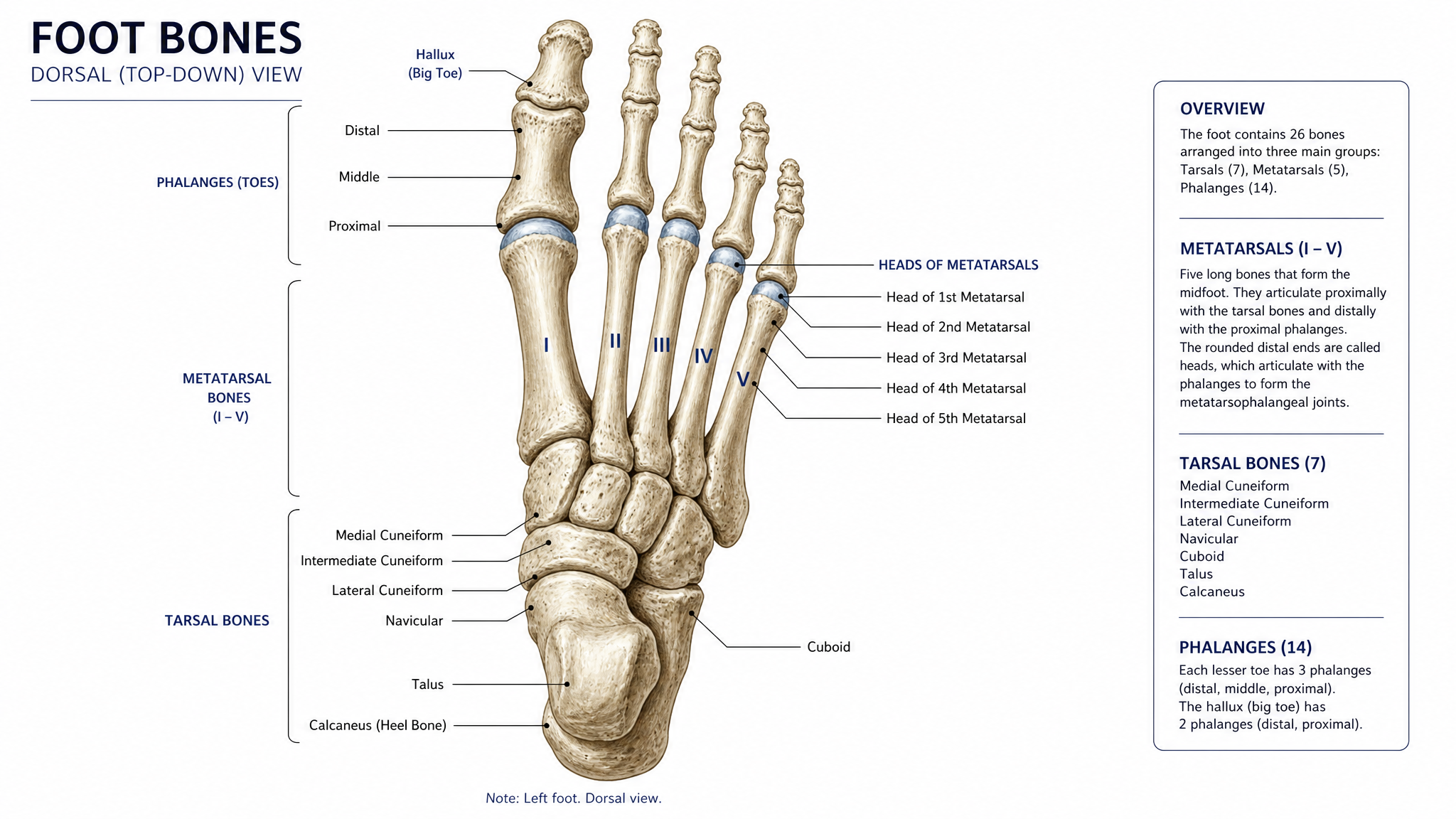 Foot bone anatomy diagram metatarsal bones and heads labeled